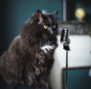 voix off du chat au micro voix off du chat au micro